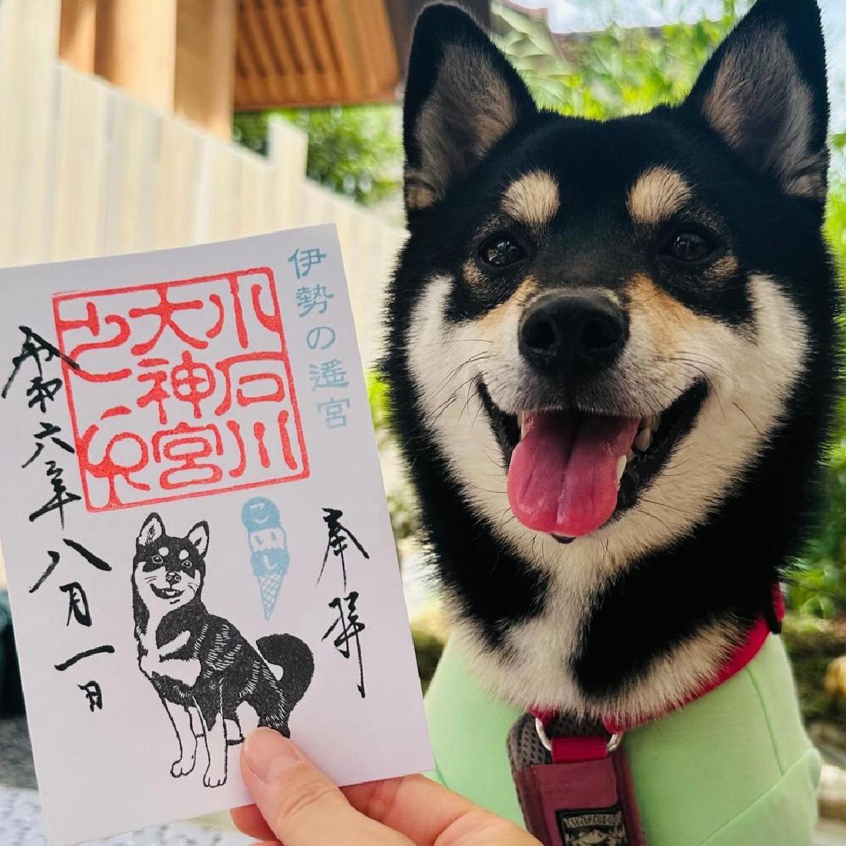 超萌黑柴柴在向你招手~ 小石川大神宮柴犬御守&御朱印&御神籤