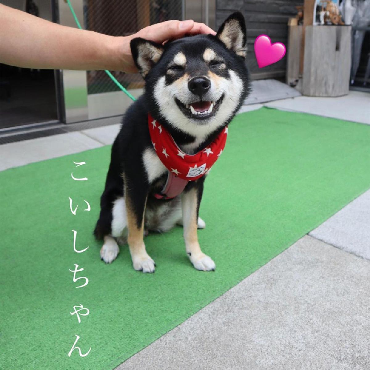 超萌黑柴柴在向你招手~ 小石川大神宮柴犬御守&御朱印&御神籤